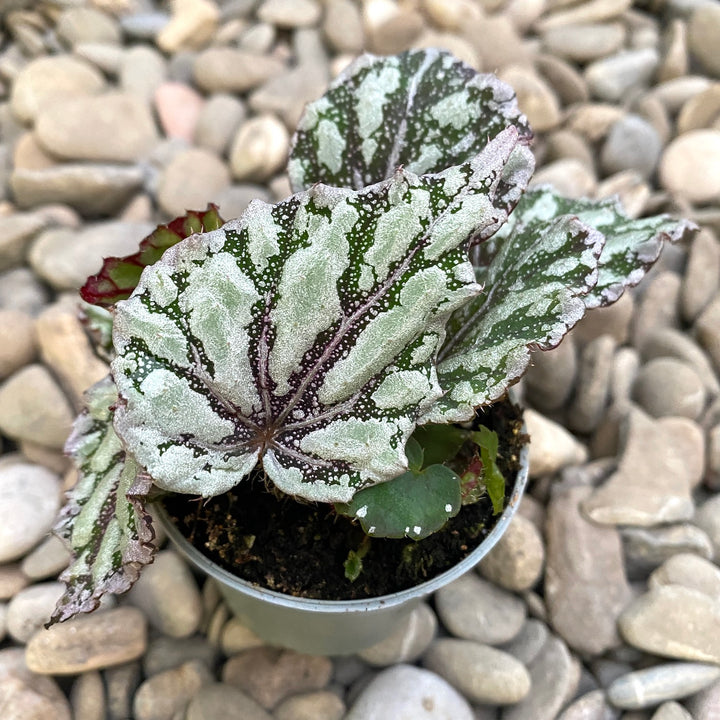 Begonia Rex Dew Drop