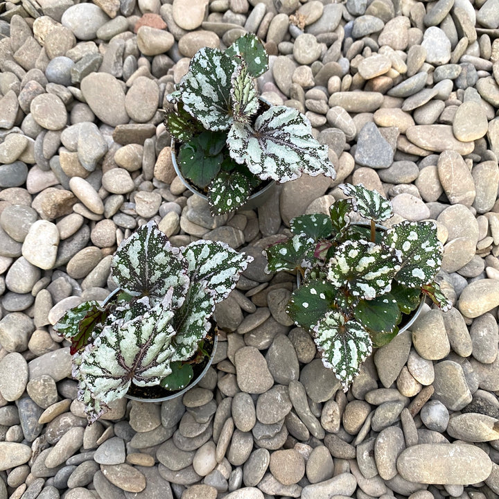 Begonia Rex Dew Drop