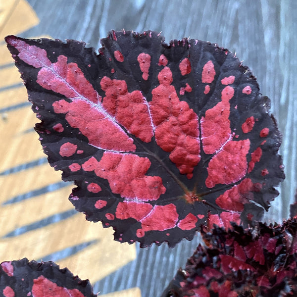 Begonia Rex 'Pink Pop' (Babypflanze)