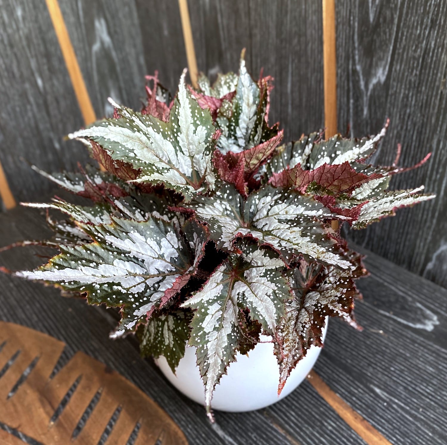 Begonia 'Sumatra Green'