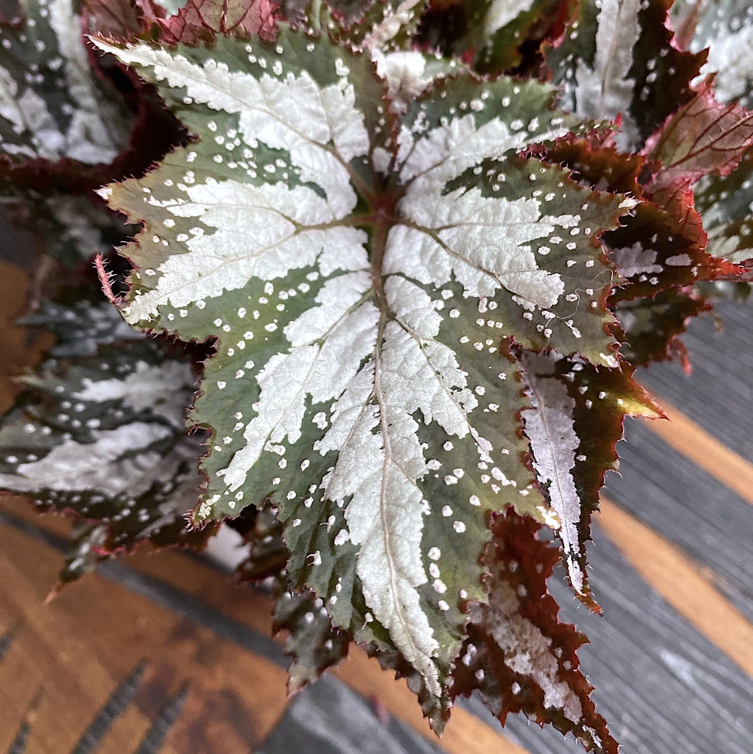 Begonia 'Sumatra Green'