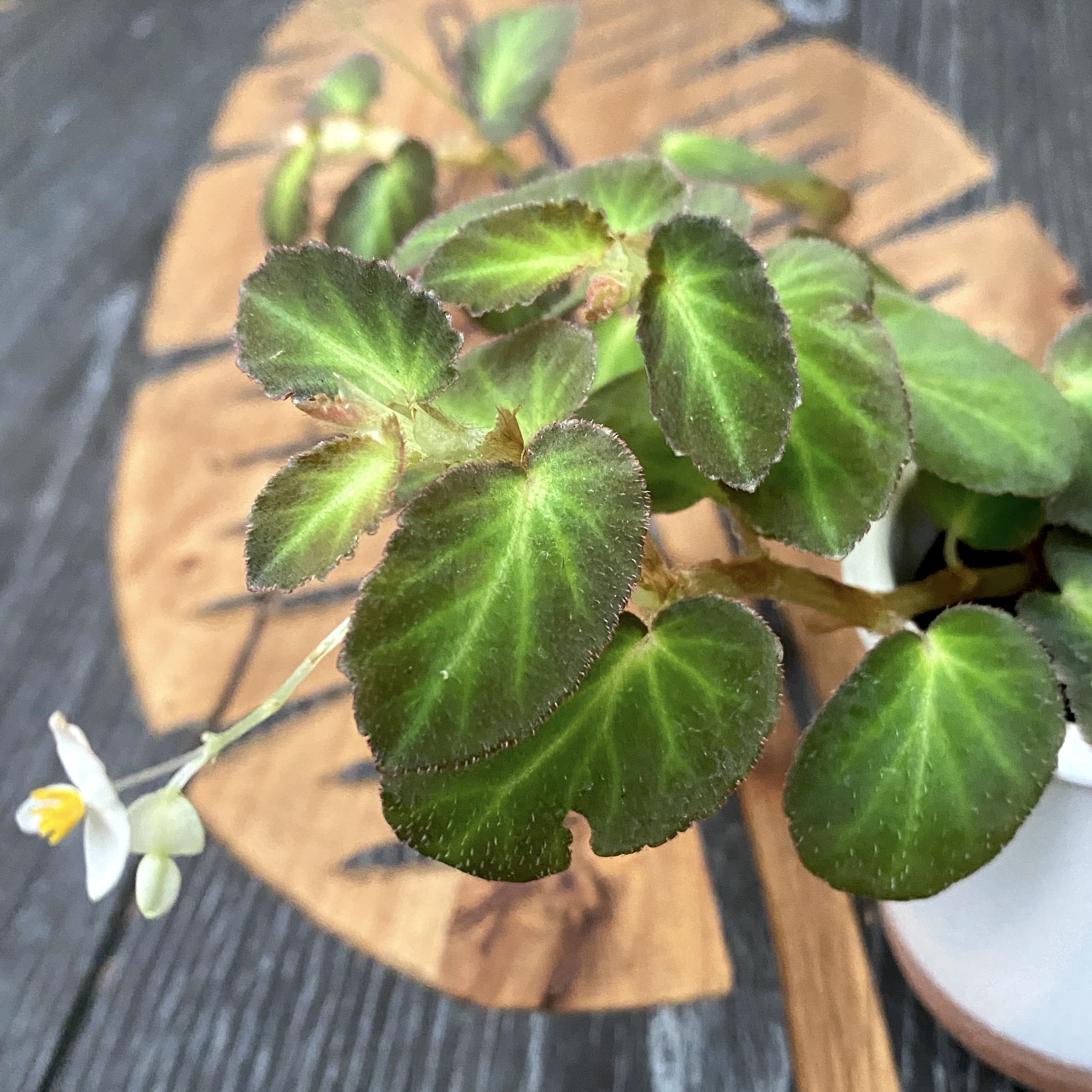 Begonia Thelmae