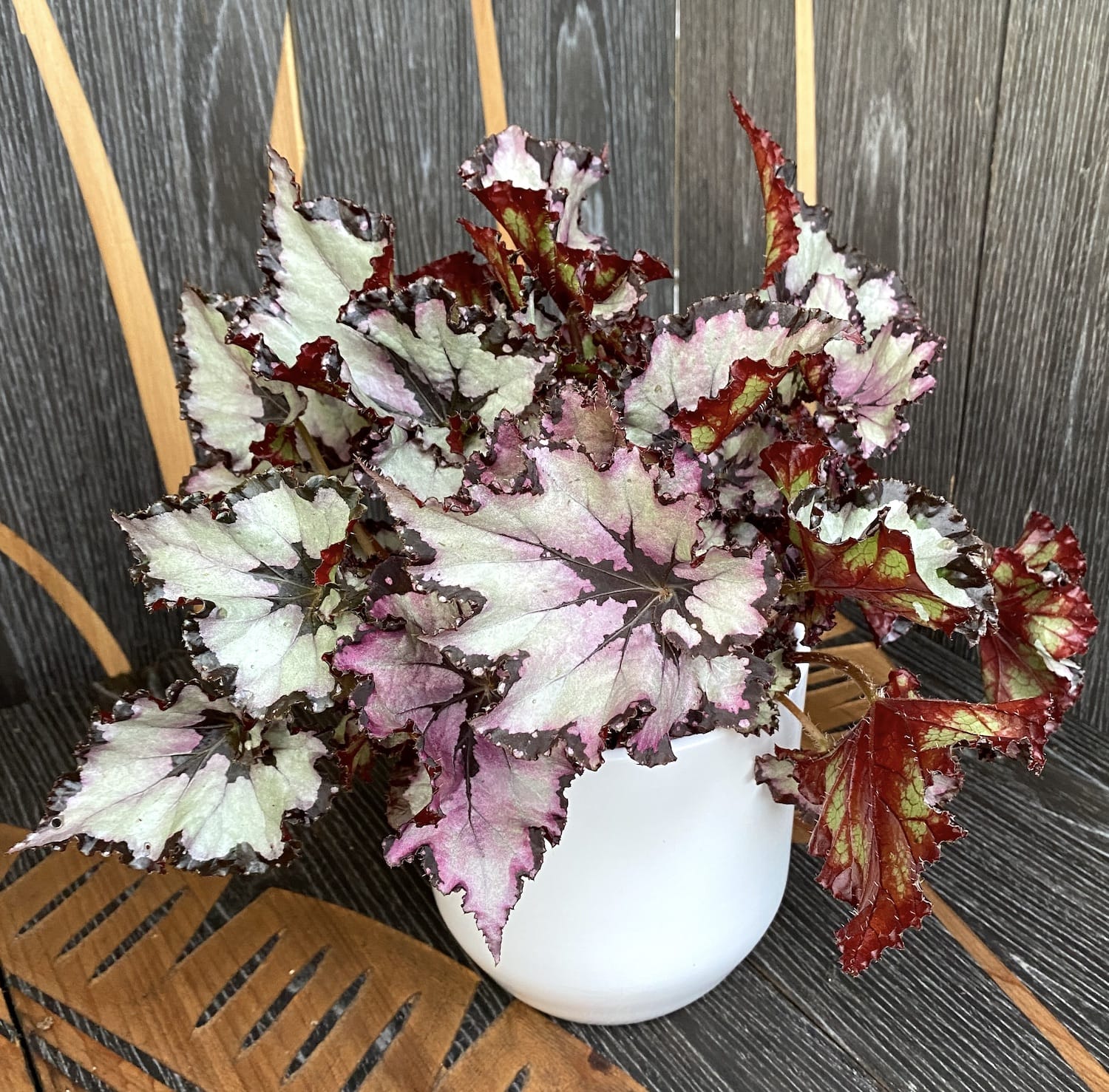 Begonia 'Amazing Titica' - 3 plante/ghiveci