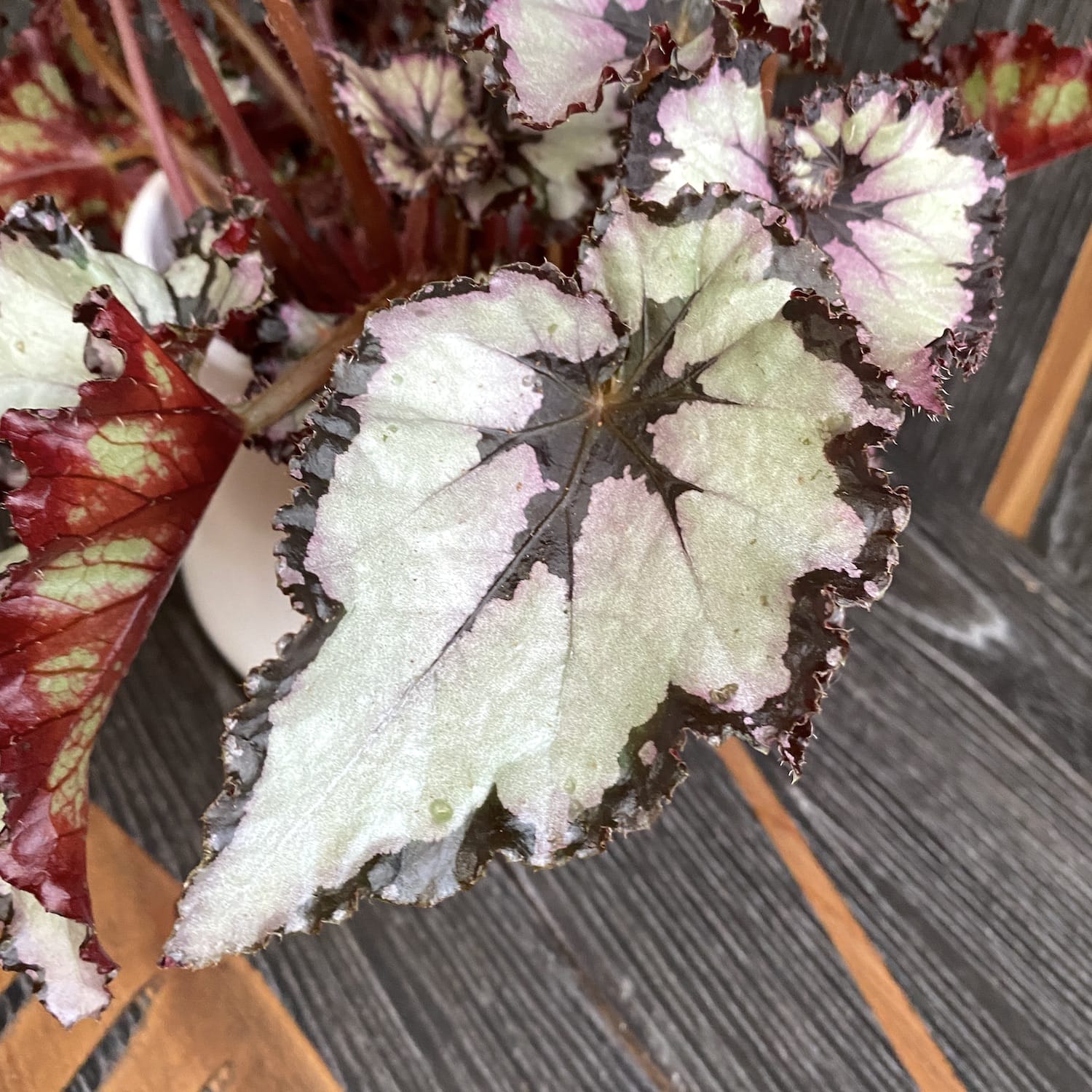 Begonia 'Amazing Titica' - 3 plante/ghiveci
