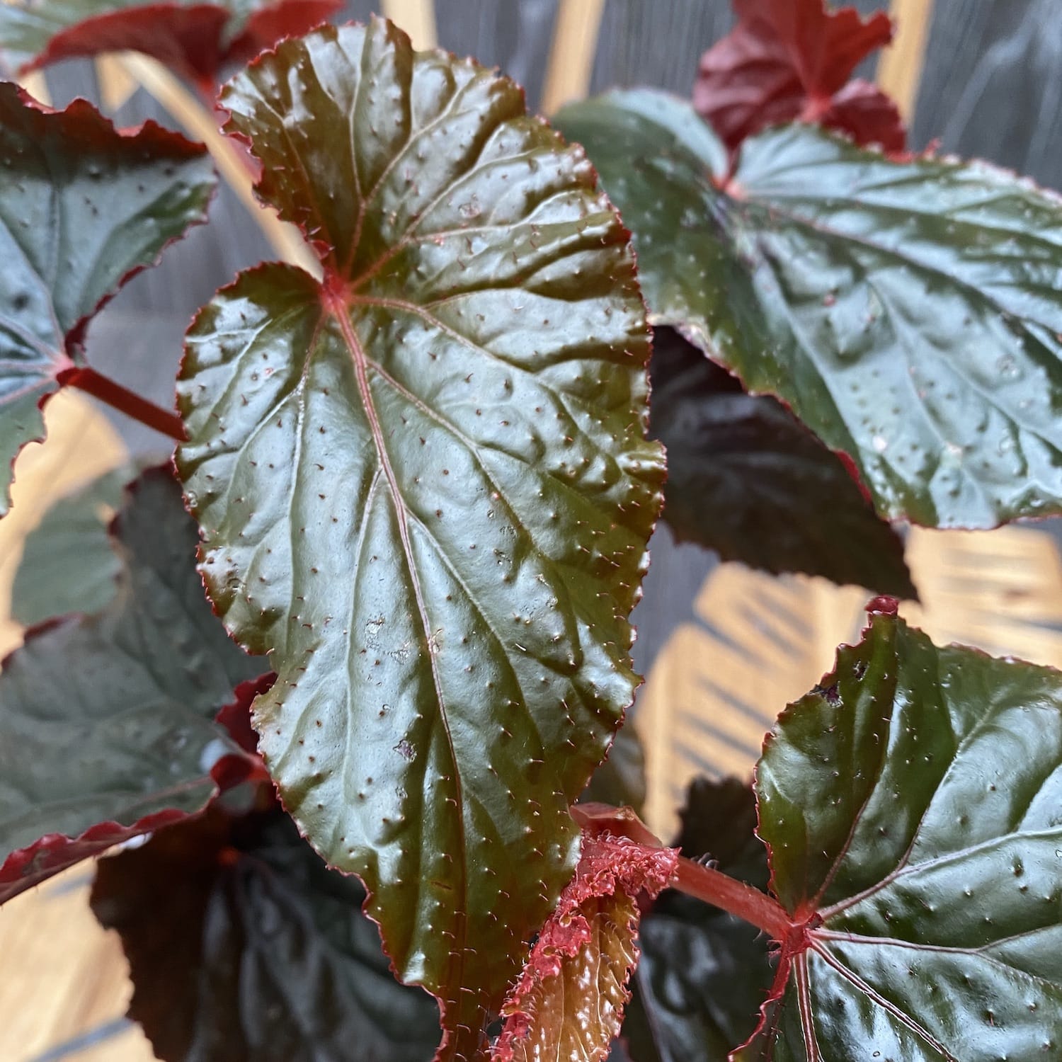 Begonia 'Arabian Sunset'
