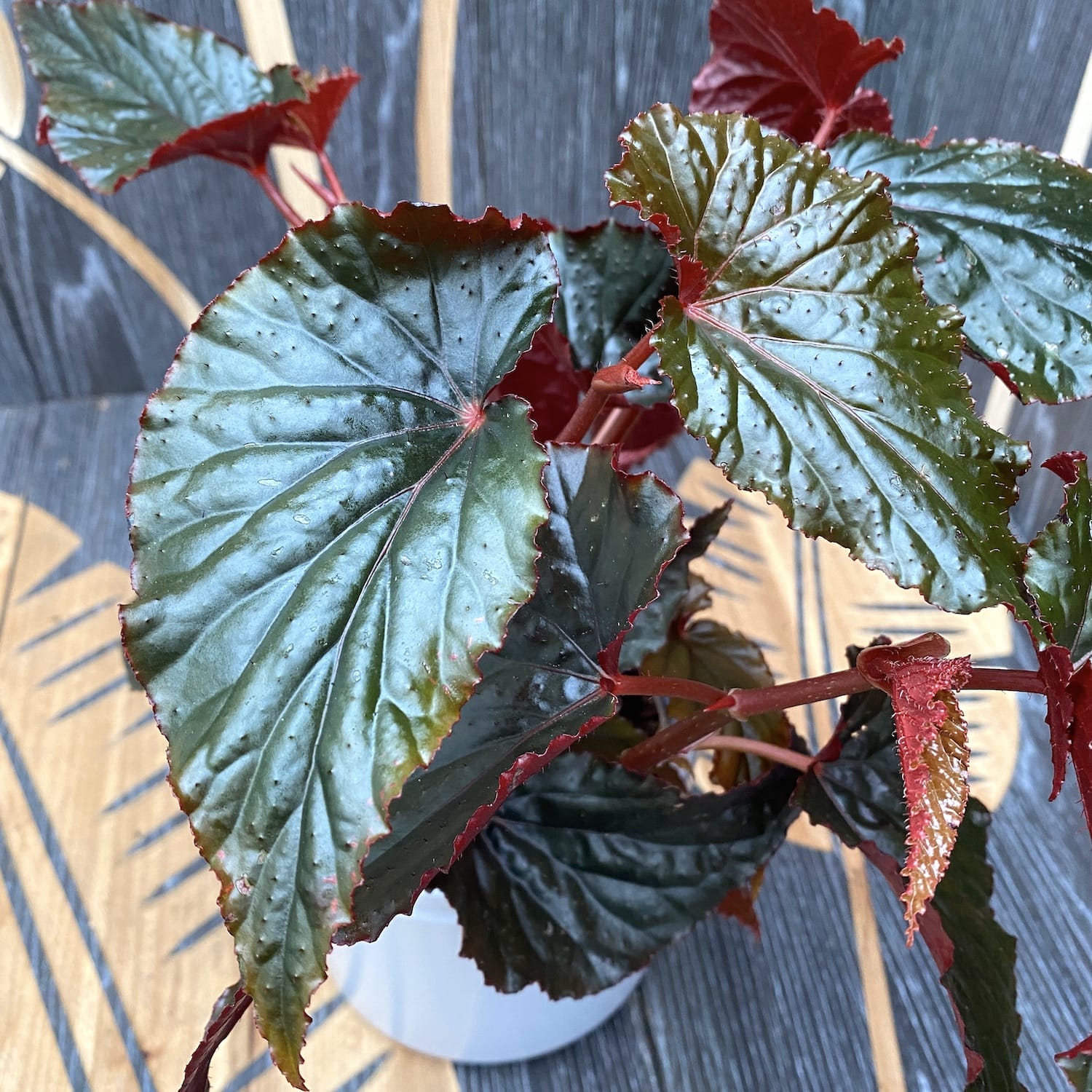 Begonia 'Arabian Sunset'