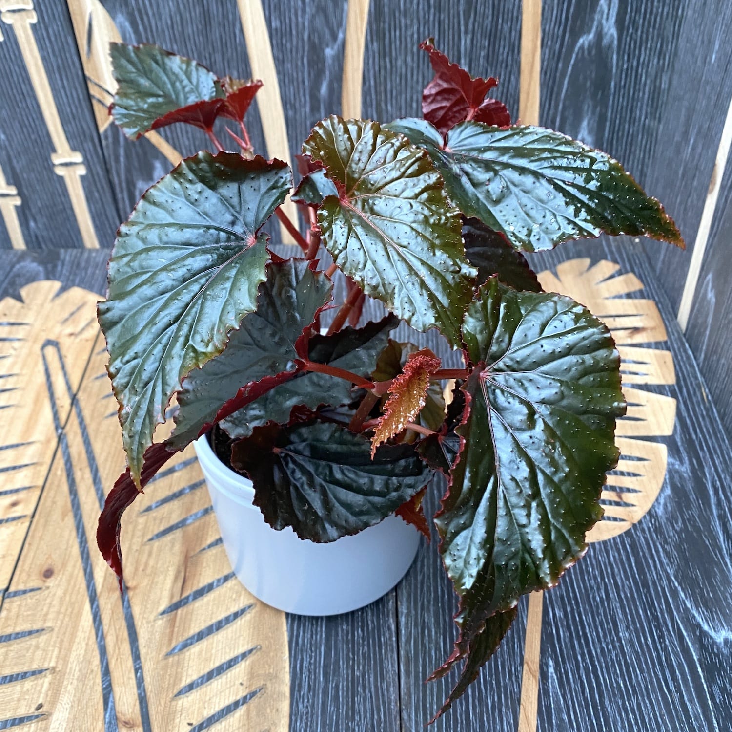 Begonia 'Arabian Sunset'