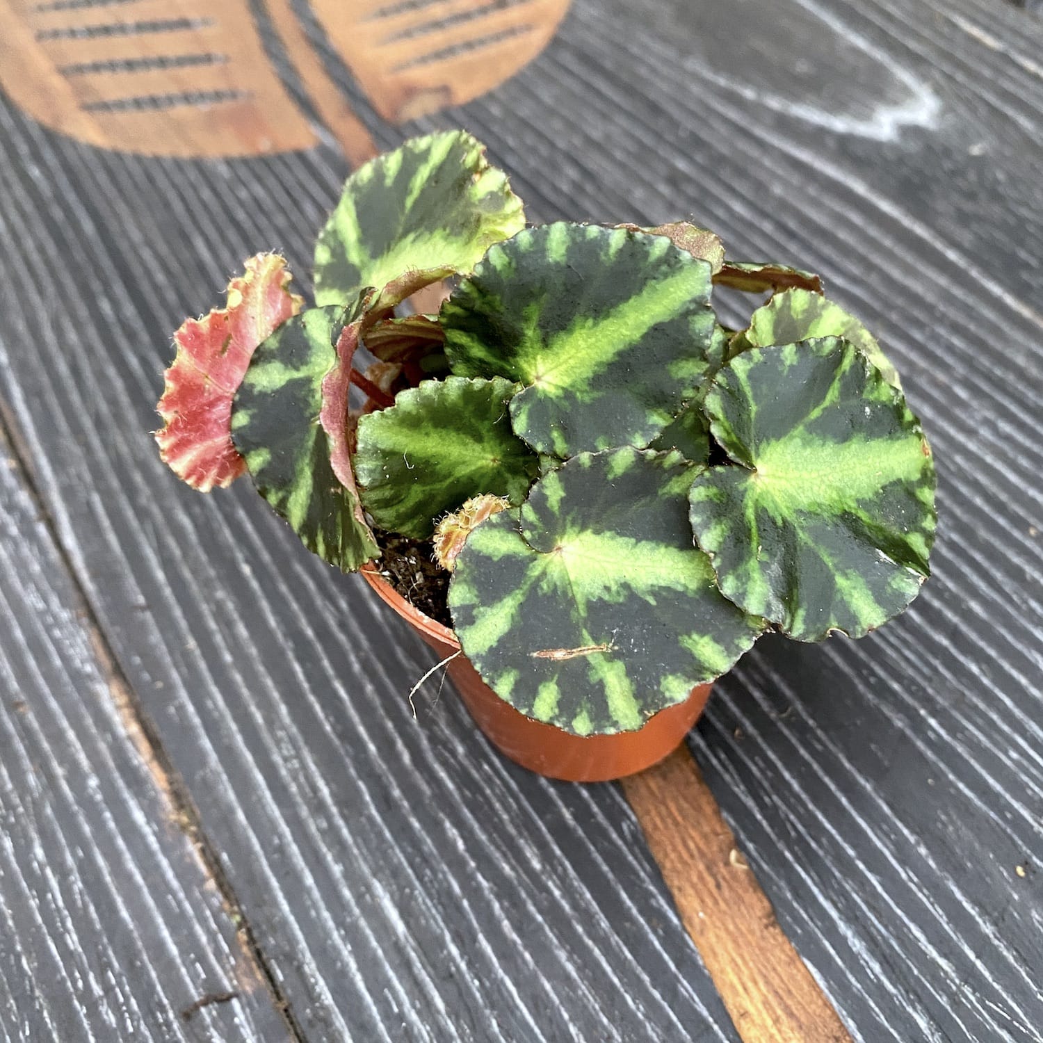 Begonia 'Cleopatrae' (babyplant)