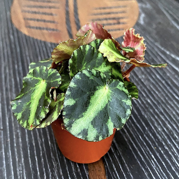 Begonia 'Cleopatrae' (babyplant)