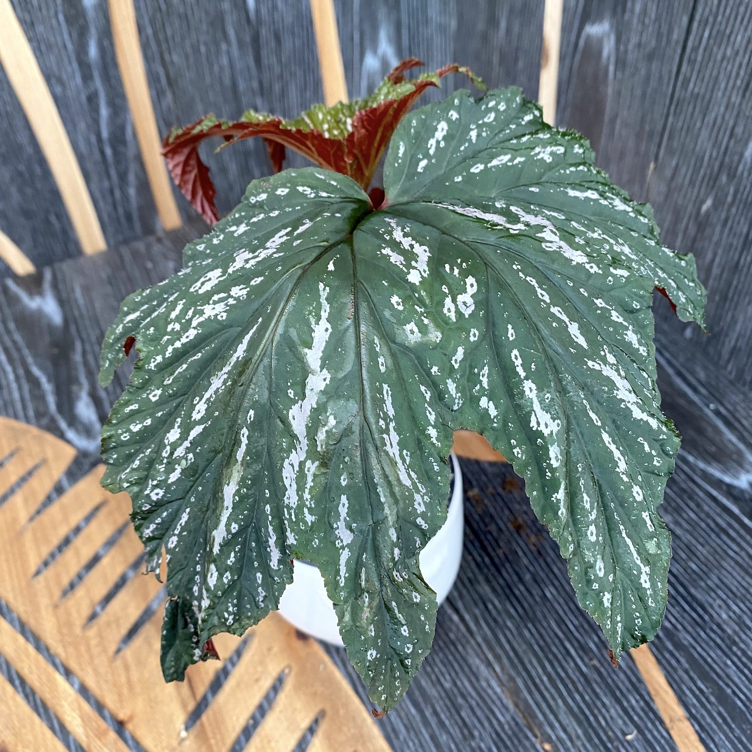 Begonia 'Diadema'
