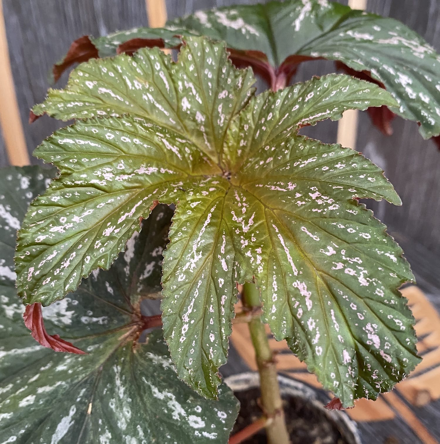 Begonia 'Diadema'