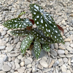 Begonia Maculata (Polka Dot Begonia) *babyplant