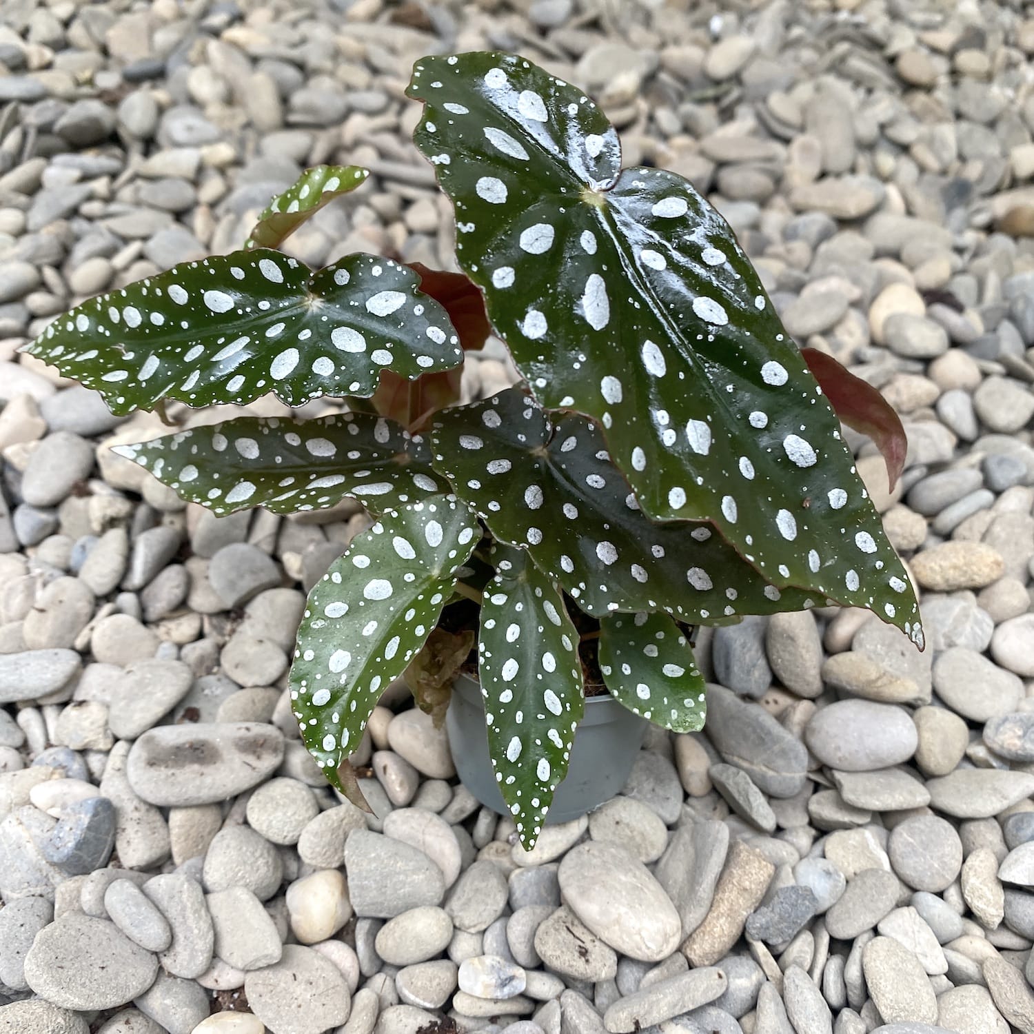 Begonia Maculata (Polka Dot Begonia) *babyplant