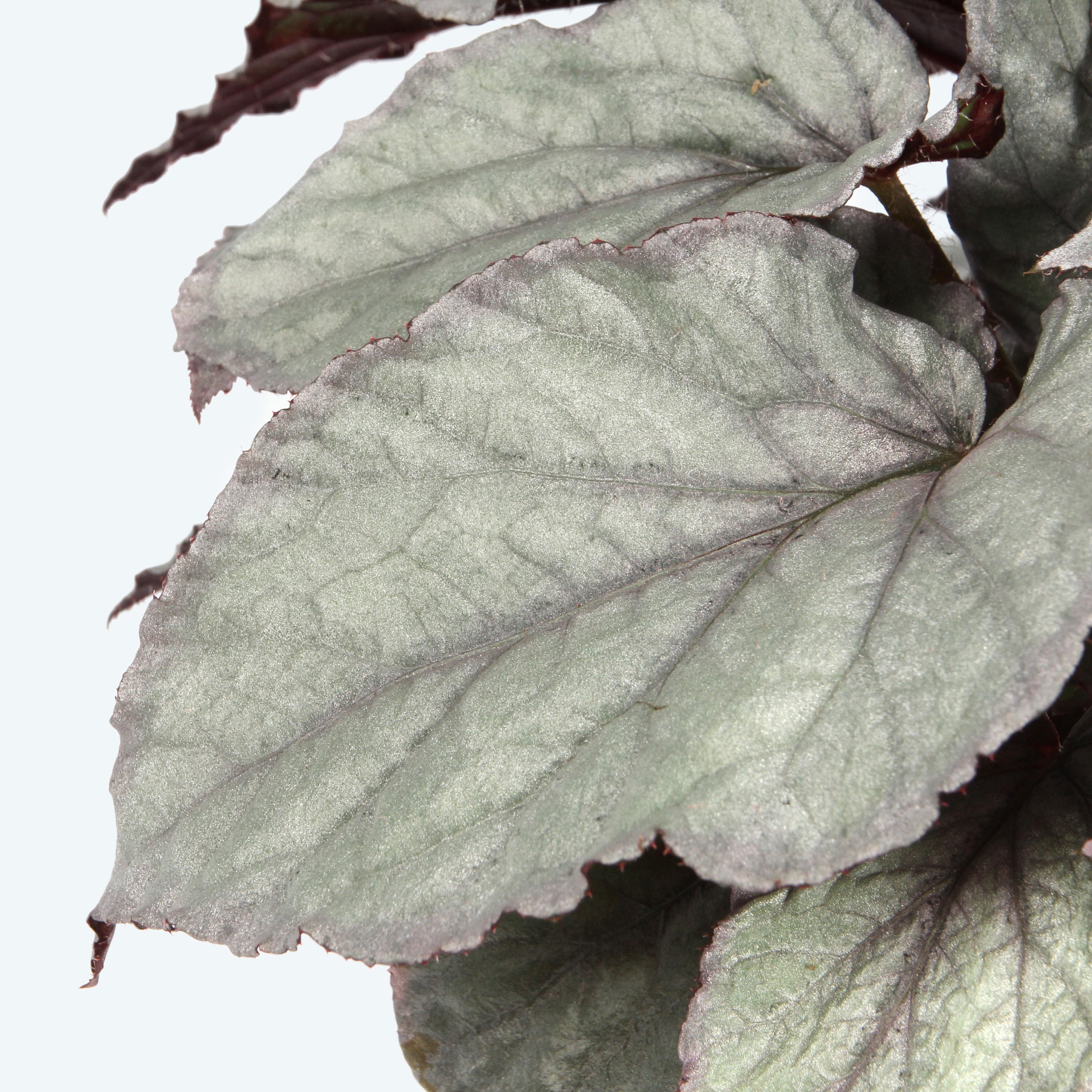 Begonia 'Magic Colours Bolero'