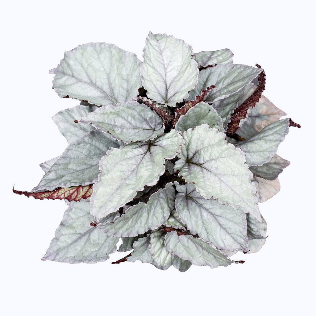 Begonija 'Magic Colours Bolero'