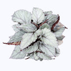 Begonija 'Magic Colours Bolero'