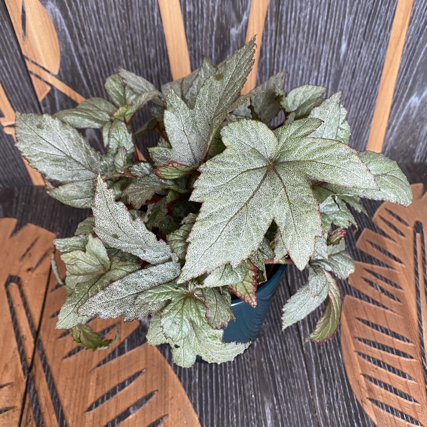 Begonia 'Pollux'