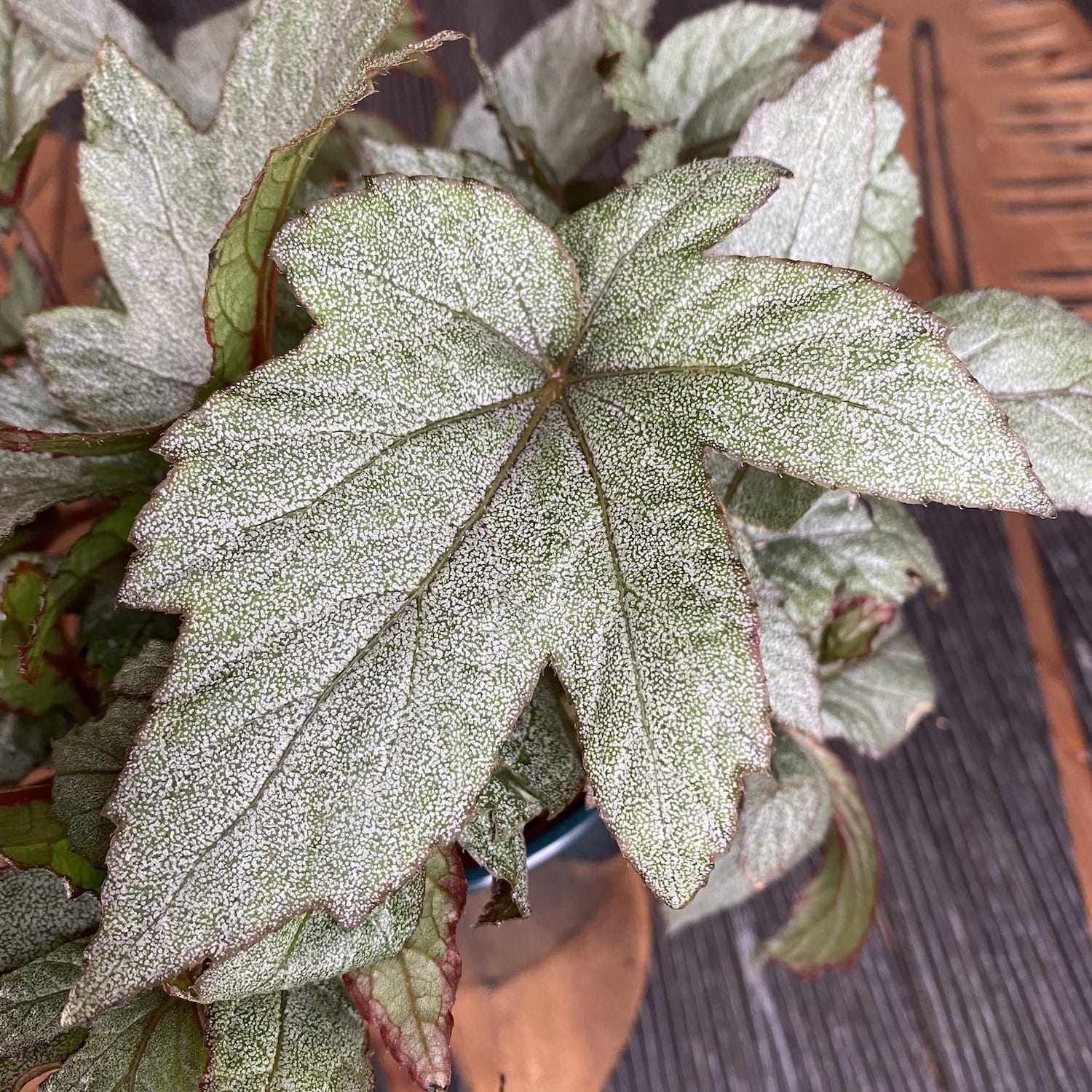 Begonia 'Pollux'