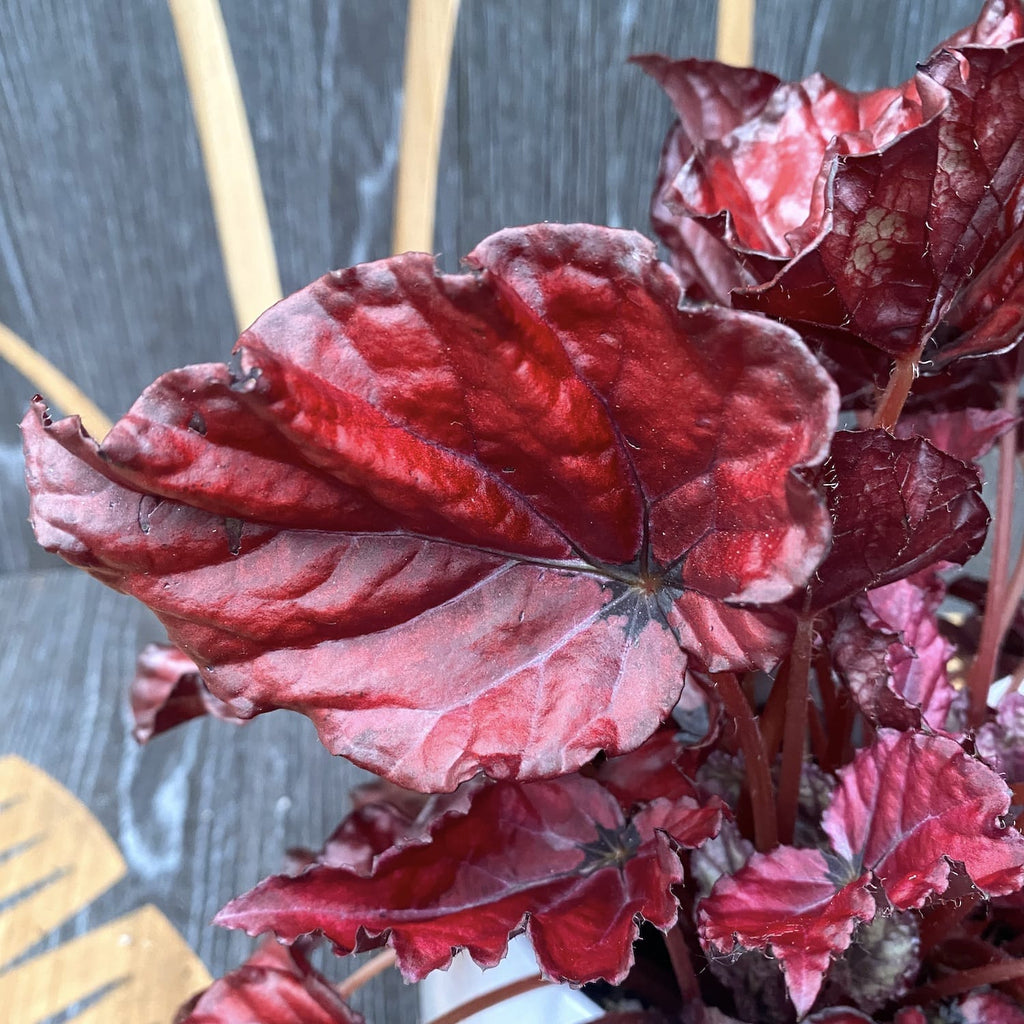 Begonia 'Red Bull' - 3 plante/ghiveci