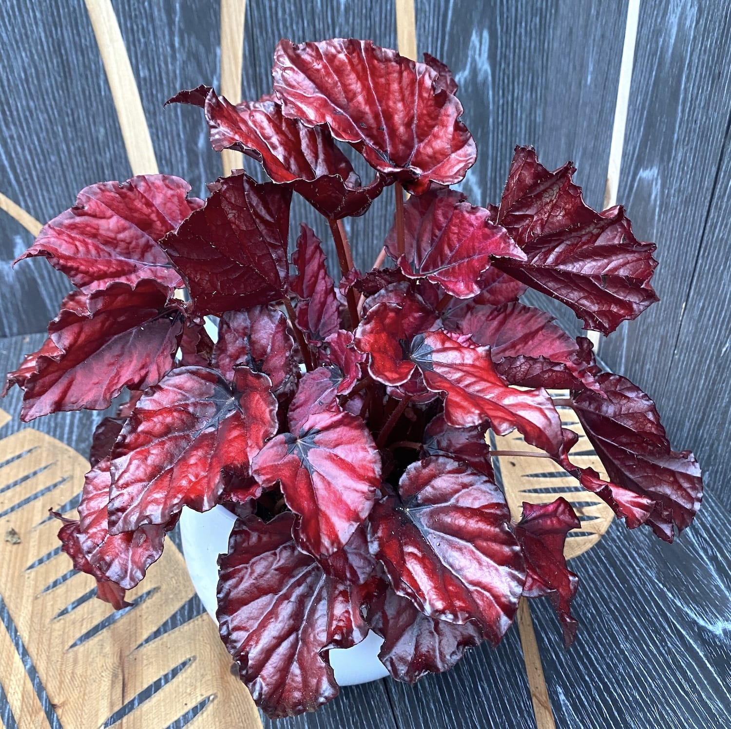 Begonia 'Red Bull' - 3 plante/ghiveci