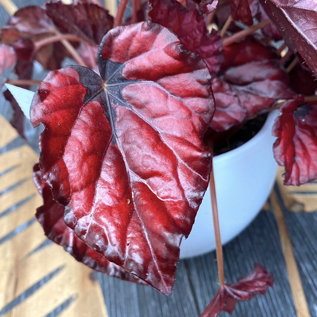 Begonia 'Red Bull' - 3 plante/ghiveci