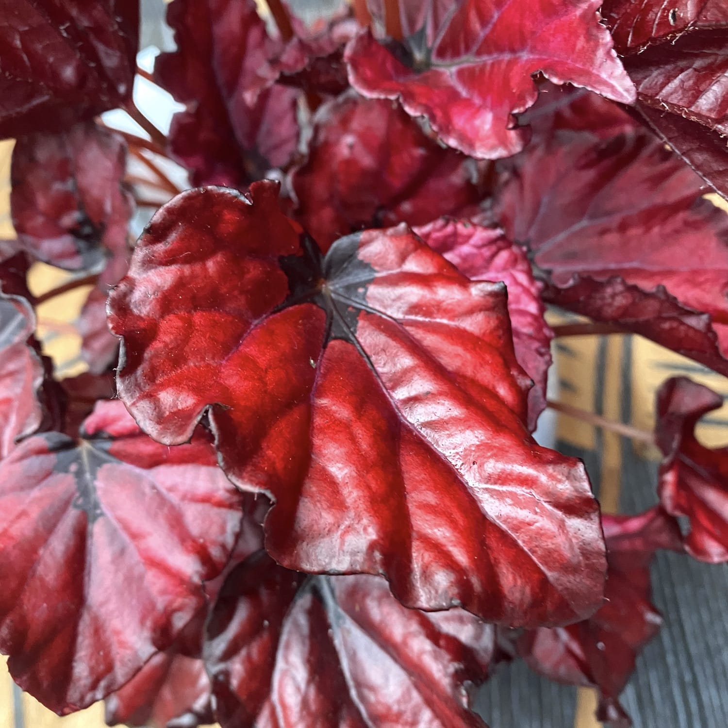 Begonia 'Red Bull' - 3 plante/ghiveci