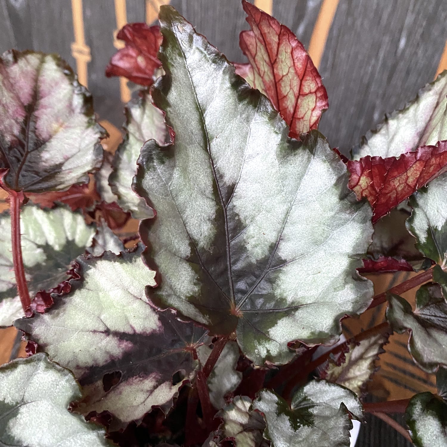 Begonia rex 'Rain Dance'