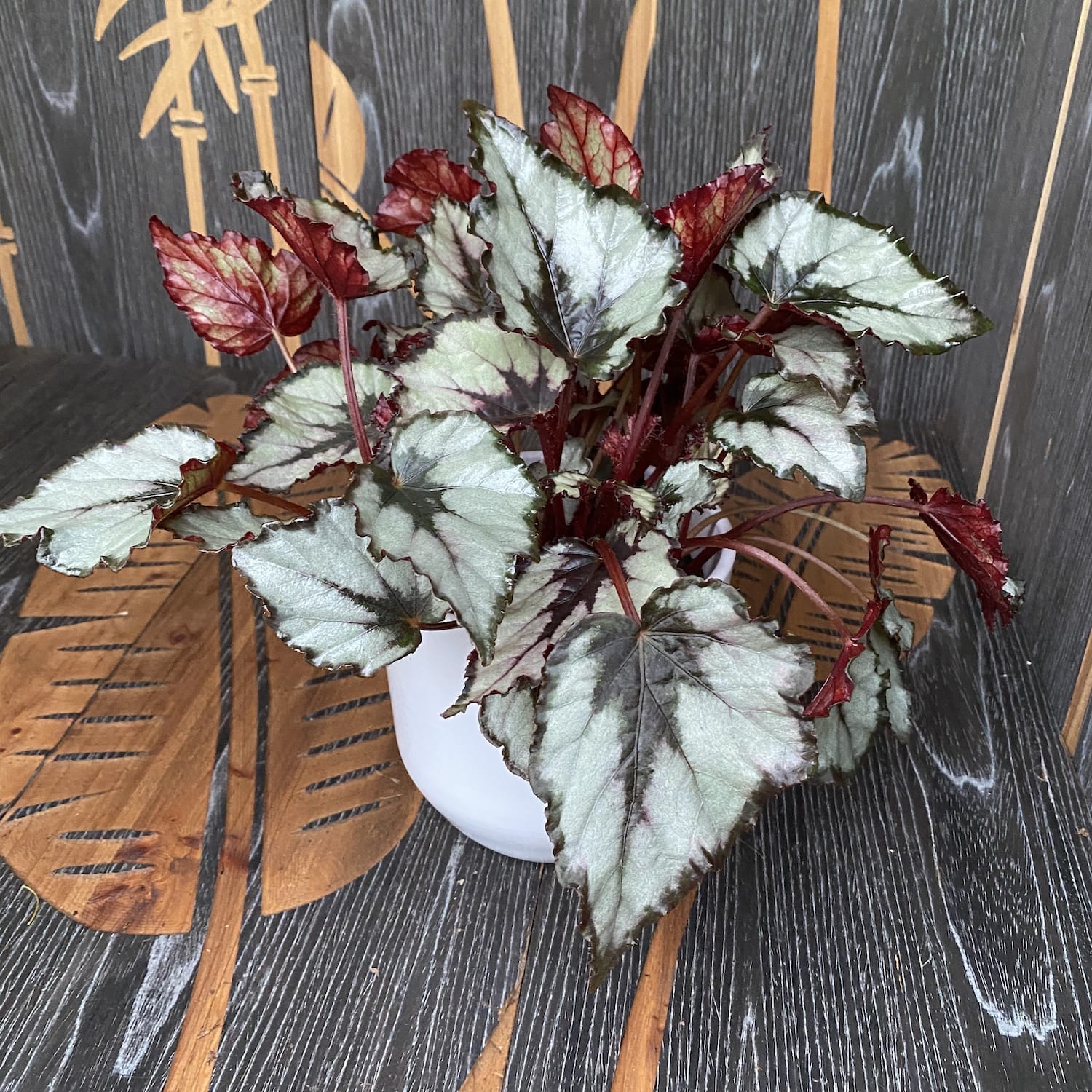 Begonia rex 'Rain Dance'