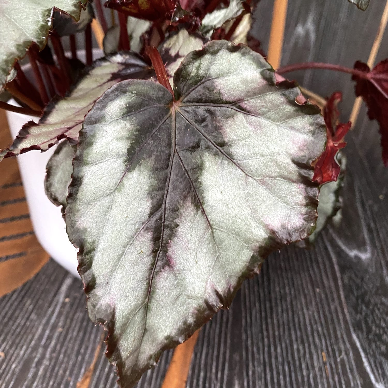 Begonia rex 'Rain Dance'