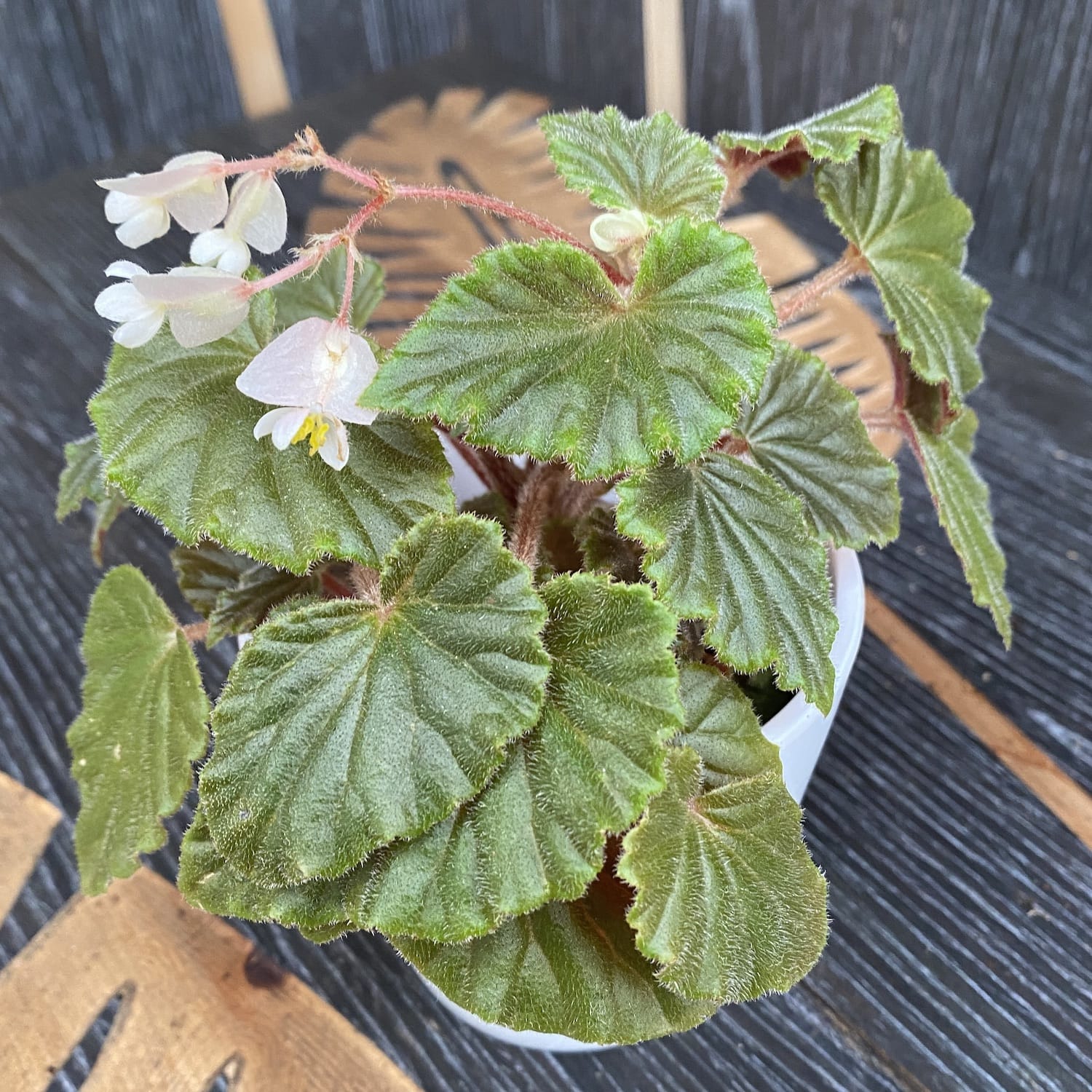 Begonia 'Schmidtiana'