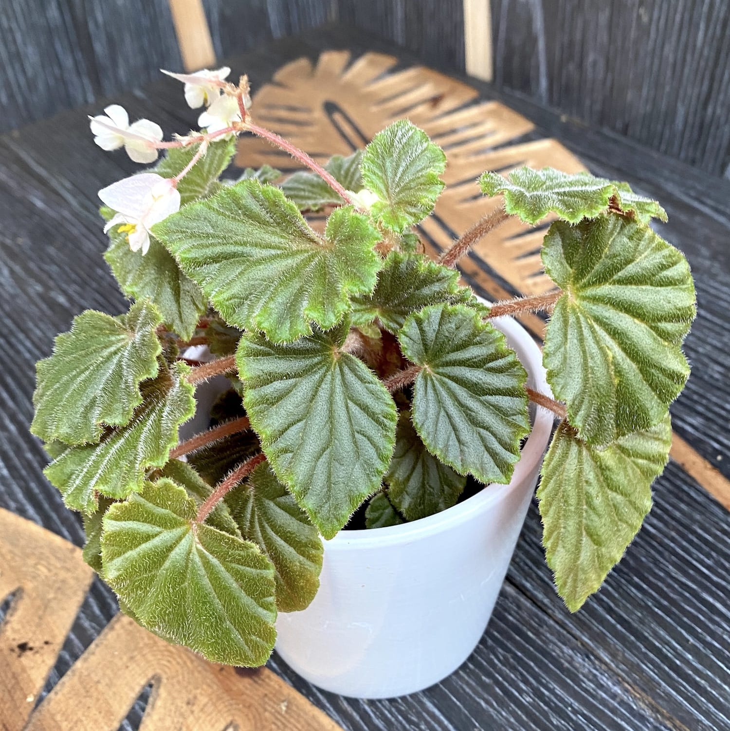 Begonia 'Schmidtiana'
