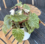 Begonie 'Schmidtiana'