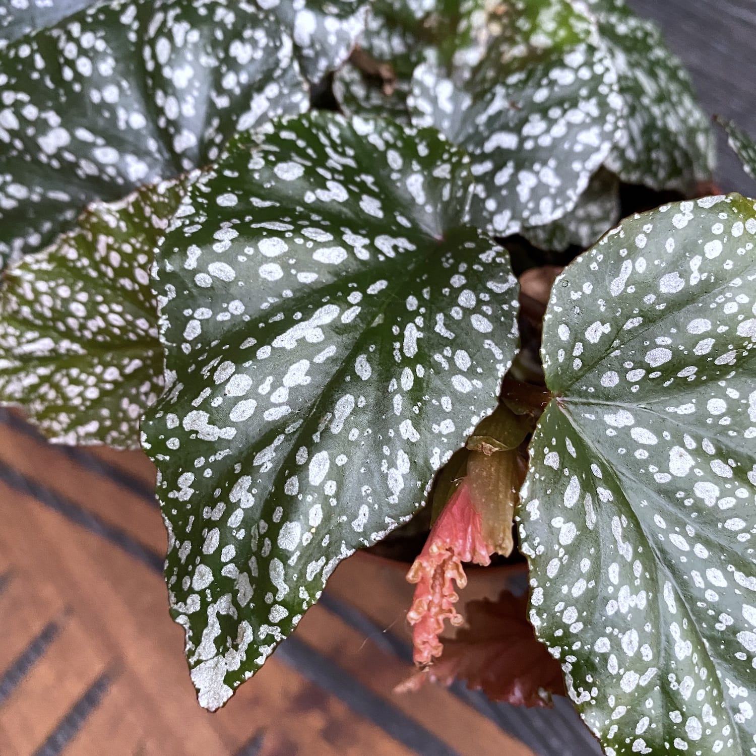 Begonia 'Snow Capped'