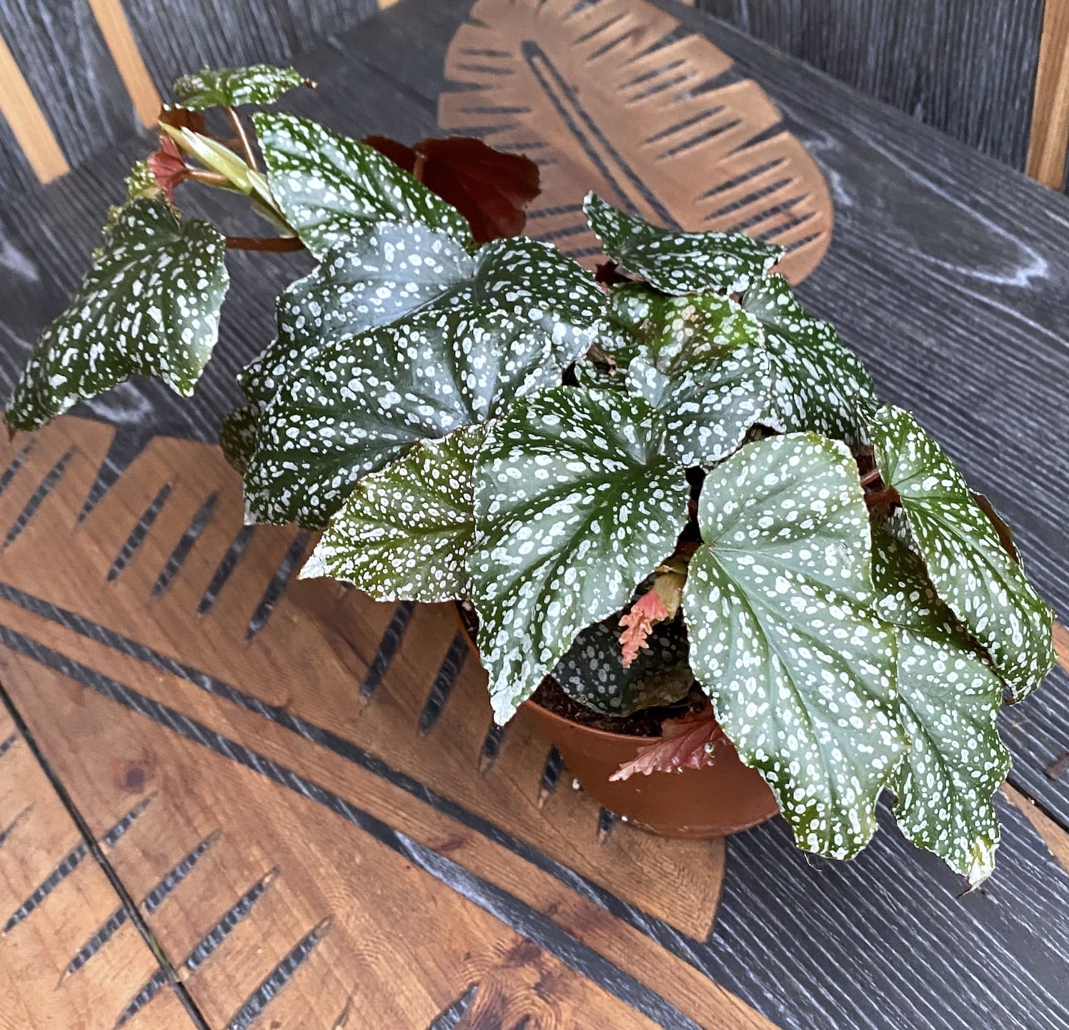 Begonia 'Snow Capped'