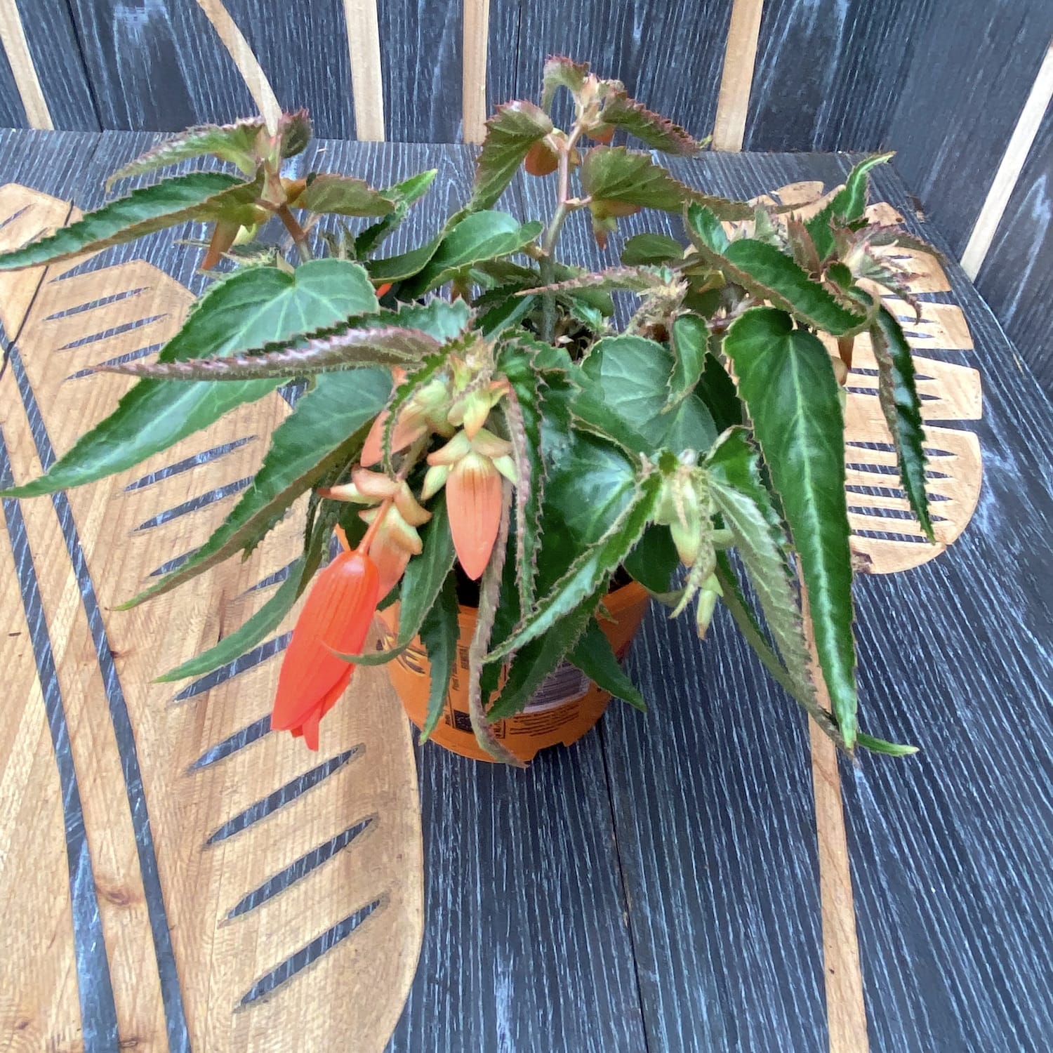 Begonia boliviensis Bonfire