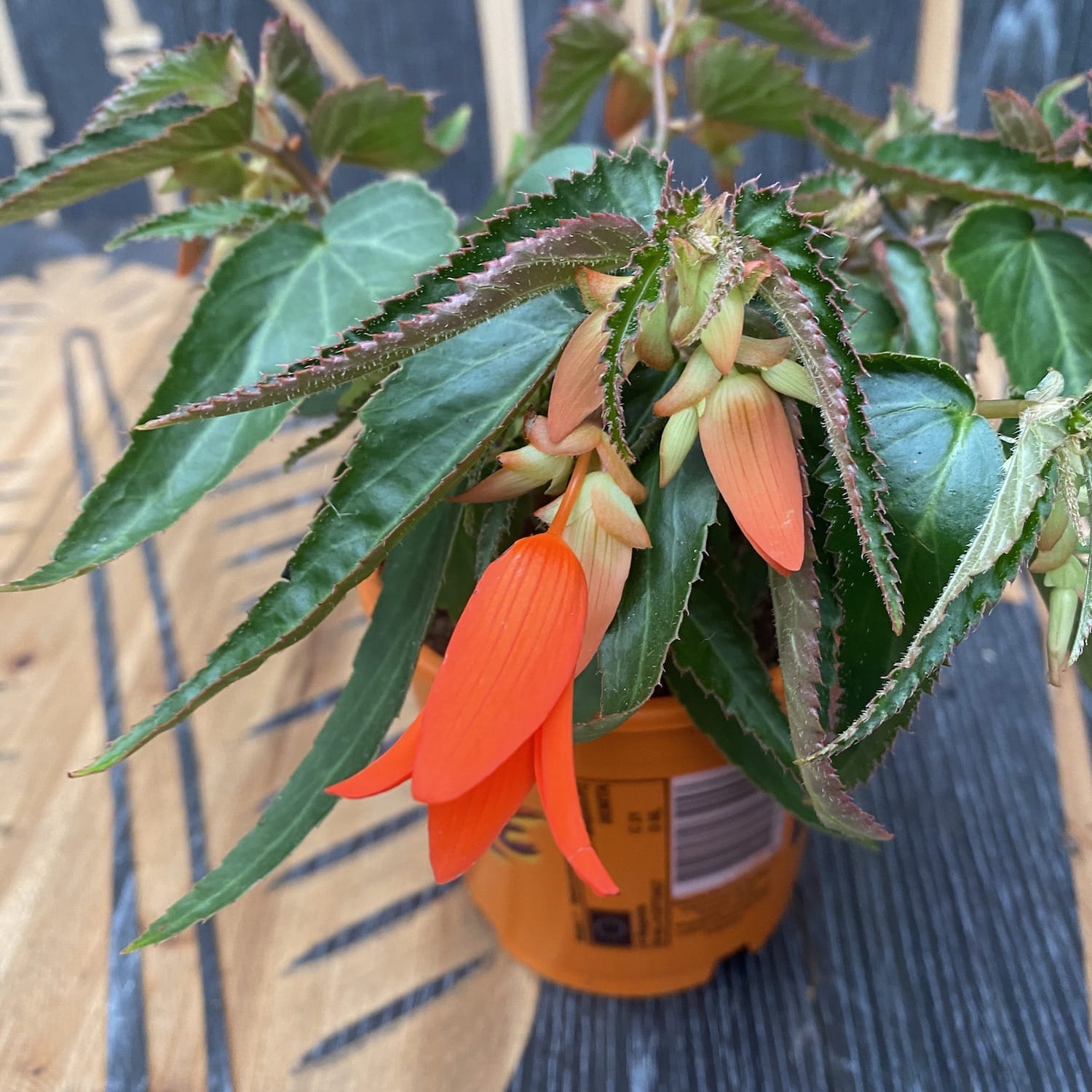 Begonia boliviensis Bonfire