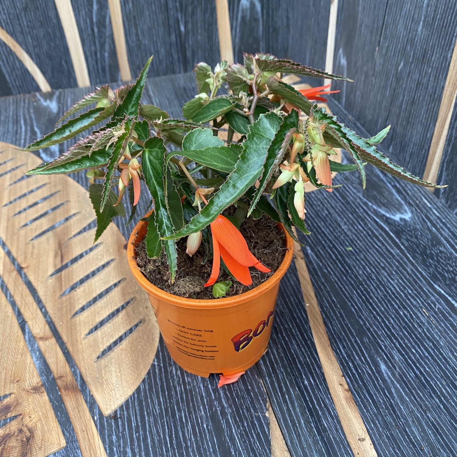 Begonia boliviensis Bonfire