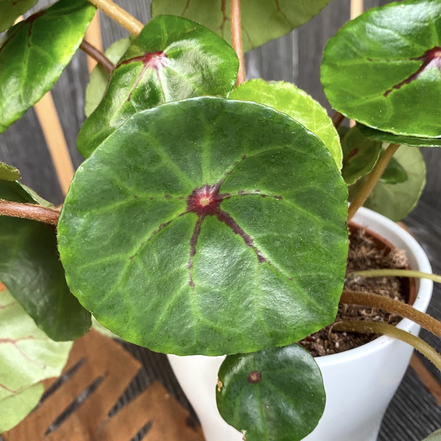 Begonia conchifolia var. rubrimacula