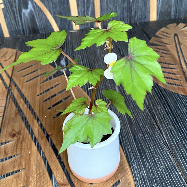 Begonia dregei *babyplant
