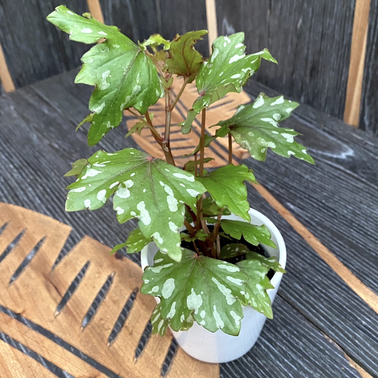 Begonia dregei Glasgow