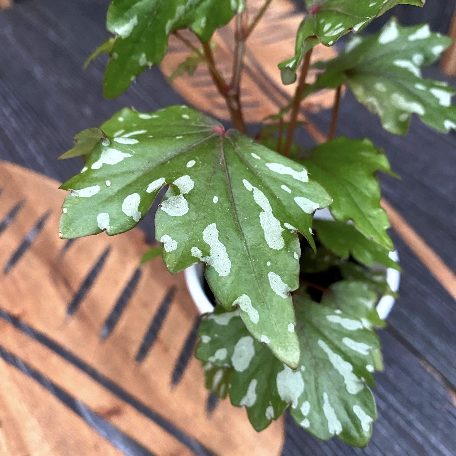 Begonia dregei Glasgow