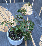 Begonia foliosa var. miniata (Fuchsien-Begonie)