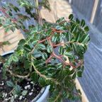 Begonia foliosa var. miniata (Fuchsien-Begonie)