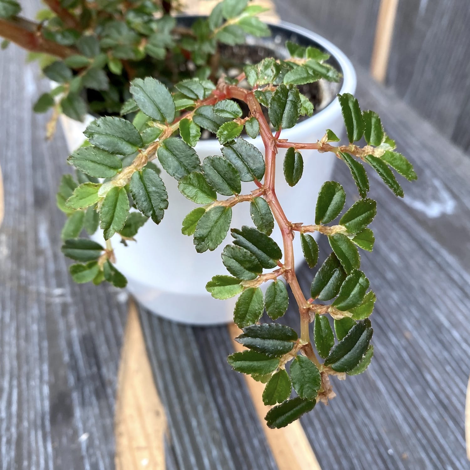 Begonia foliosa var. miniata (Fuchsia Begonia)