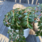 Begonia foliosa var. miniata (Fuchsien-Begonie)