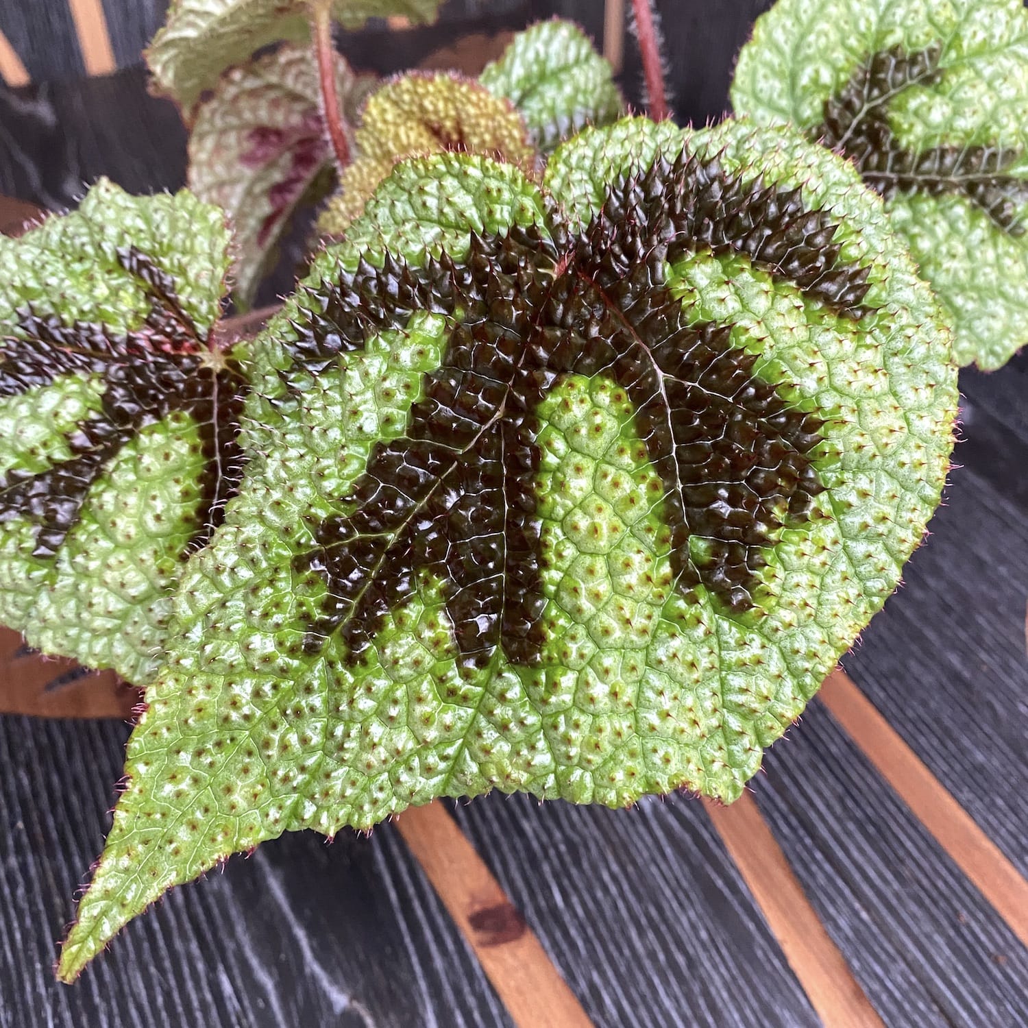 Begonia masoniana Rock hibrid (Iron cross begonia)