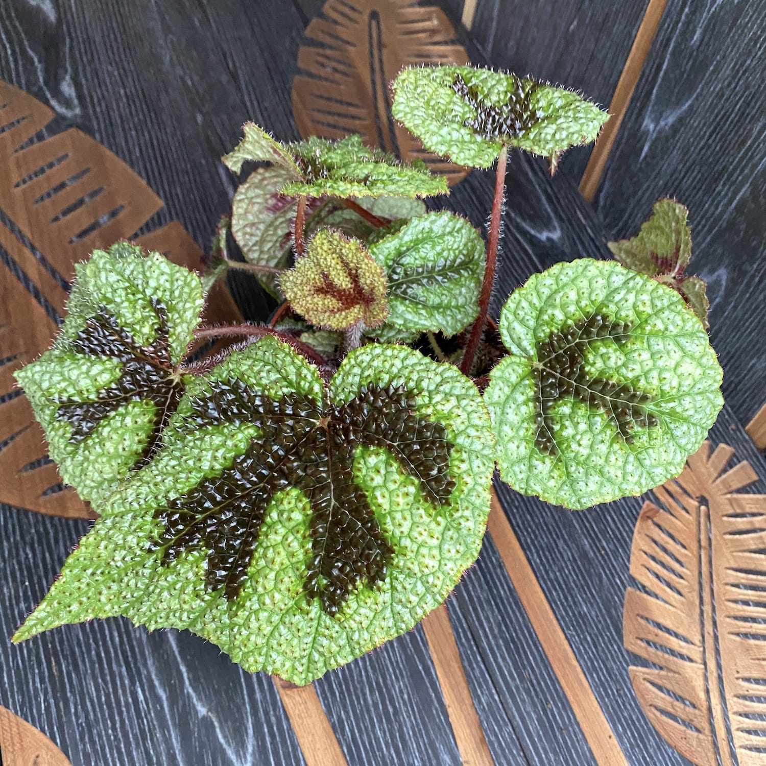 Begonia masoniana Rock hibrid (Iron cross begonia)