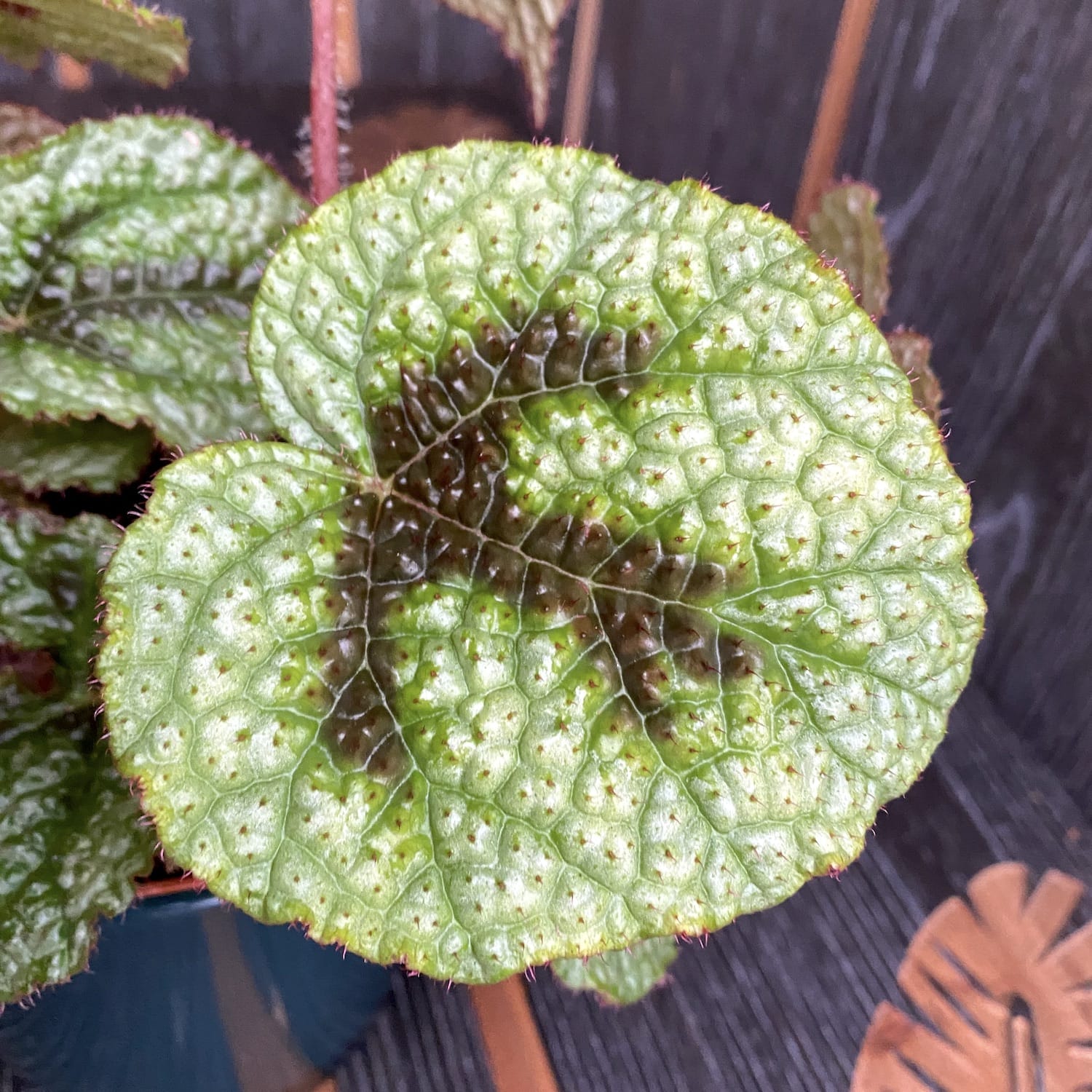 Begonia masoniana Rock hibrid (Iron cross begonia)
