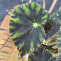 Begonia mazae f. nigricans