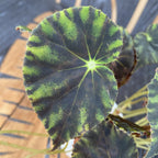 Begonia mazae f. nigricans